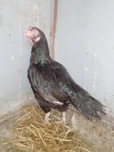 female for sale