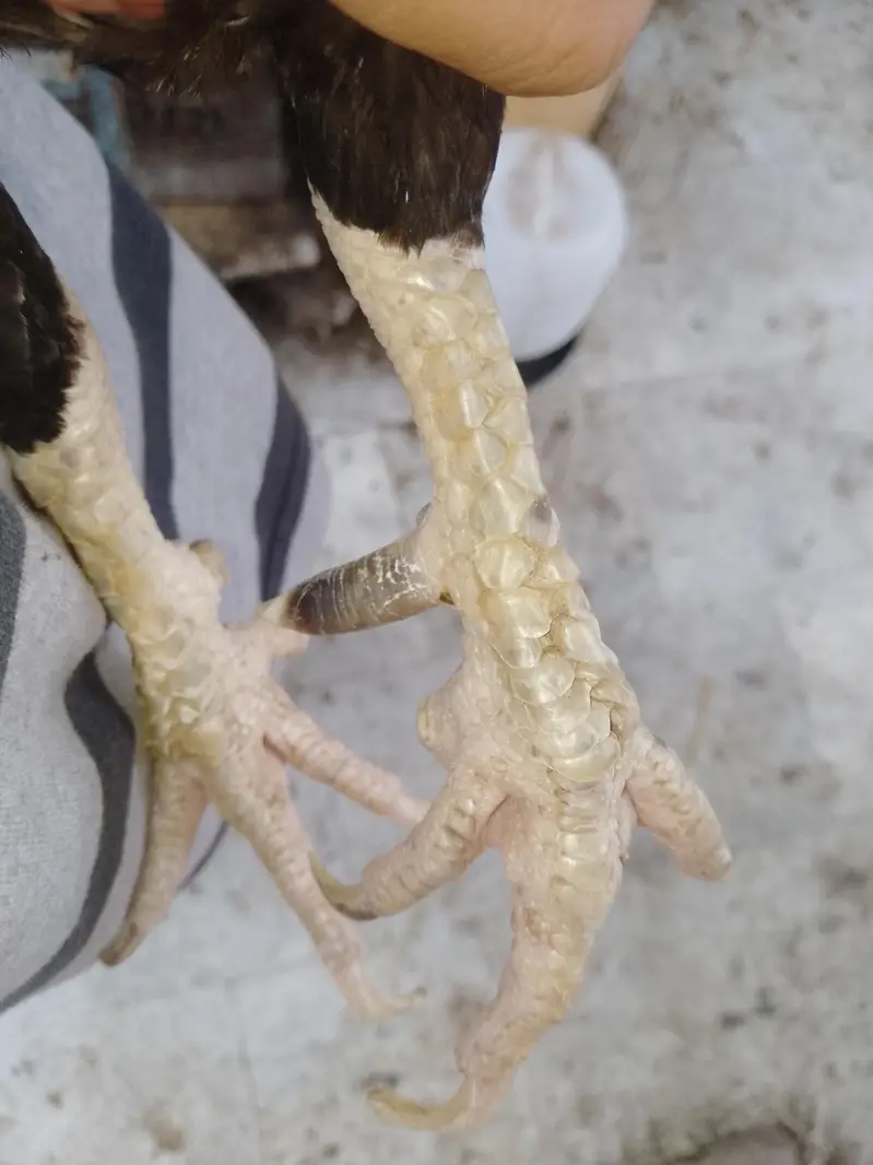 female for sale — photo 2