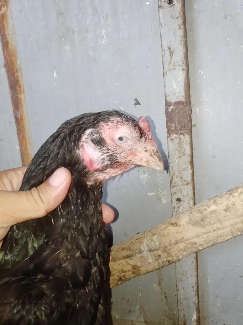 female for sale — photo 3