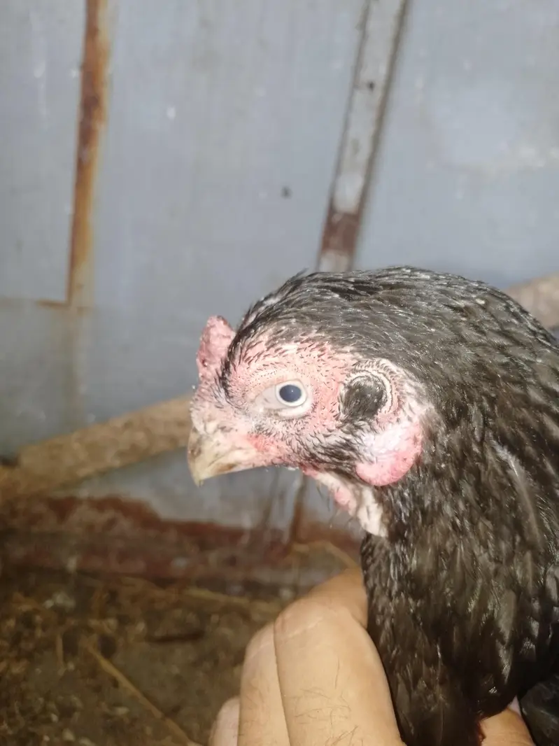 female for sale — photo 4