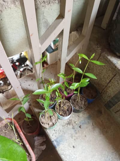 Jaman Plant