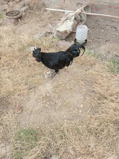 Ayam Cemani rooster Breader