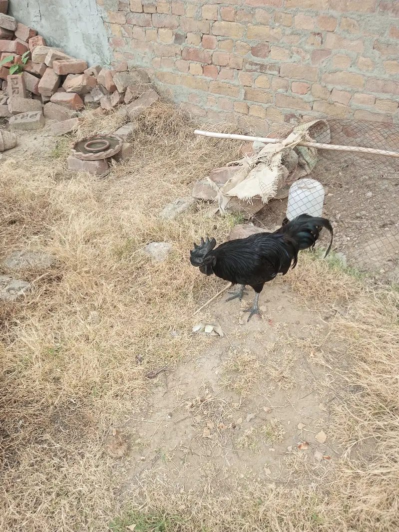 Ayam Cemani rooster Breader — photo 2