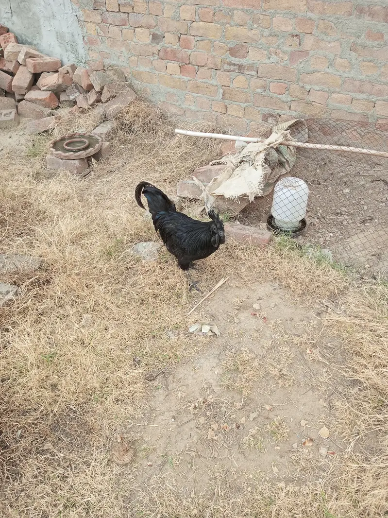 Ayam Cemani rooster Breader — photo 3
