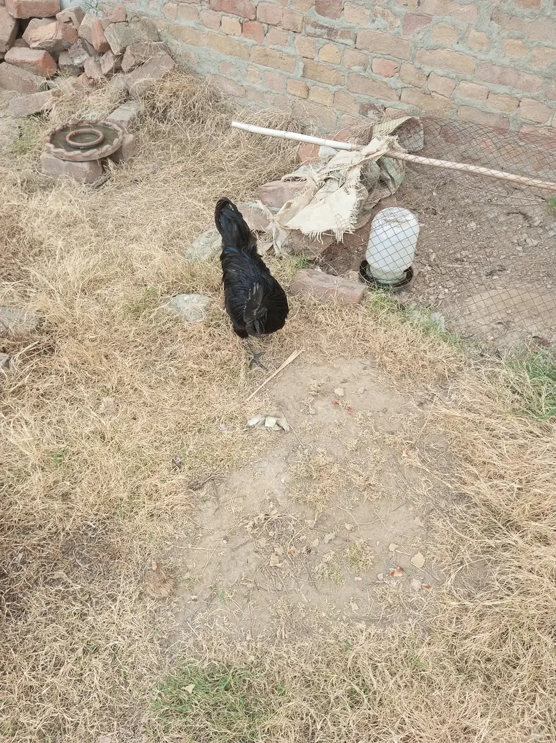 Ayam Cemani rooster Breader — photo 4