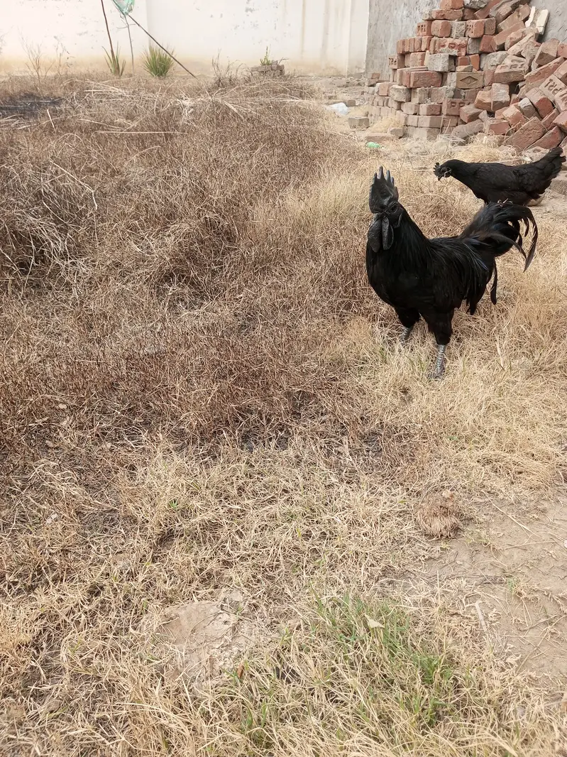 Ayam Cemani rooster Breader — photo 5
