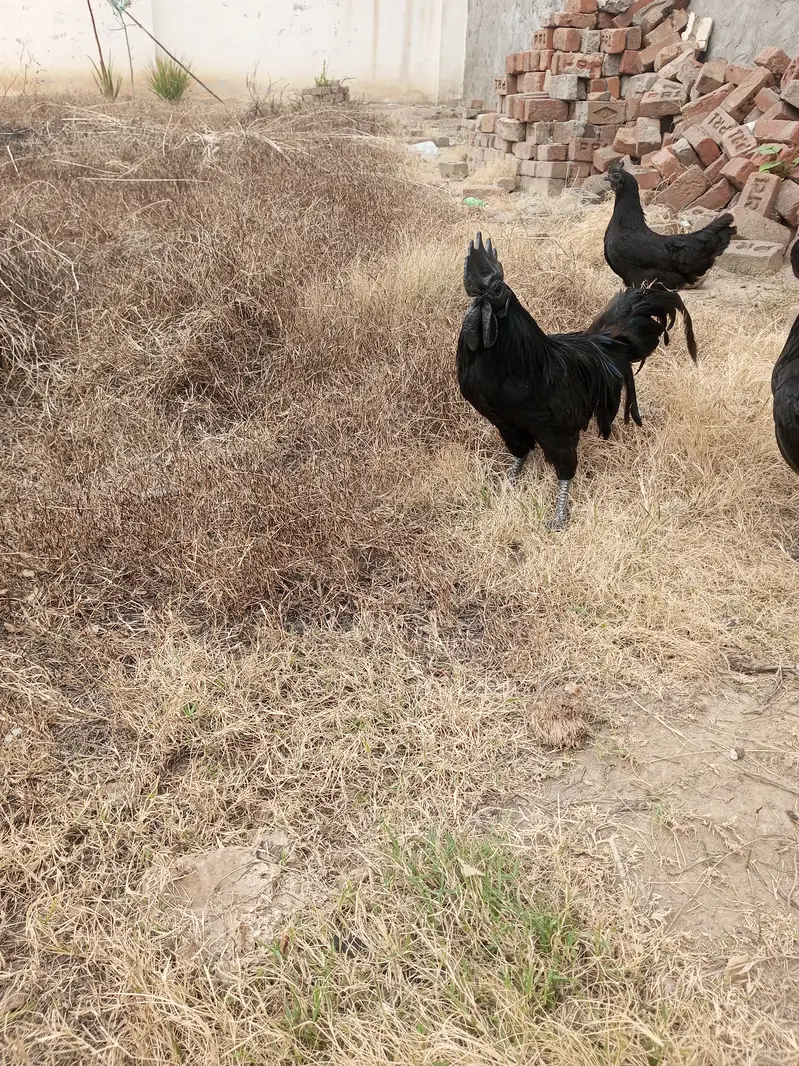 Ayam Cemani rooster Breader — photo 6