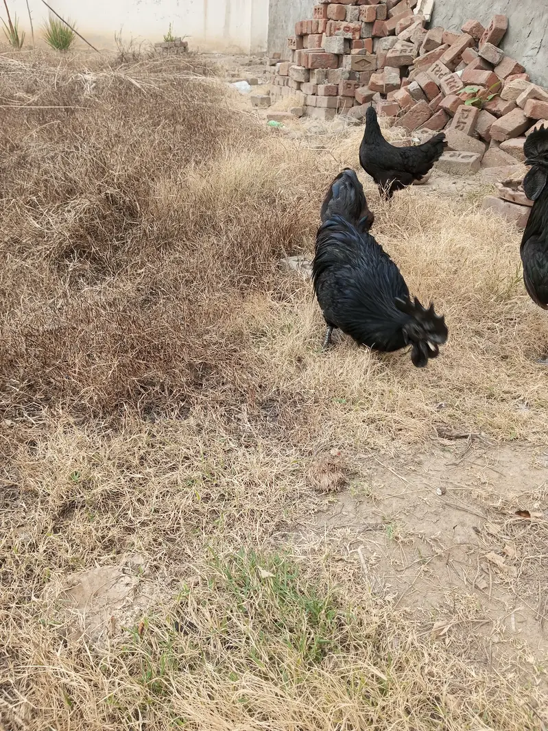 Ayam Cemani rooster Breader — photo 7
