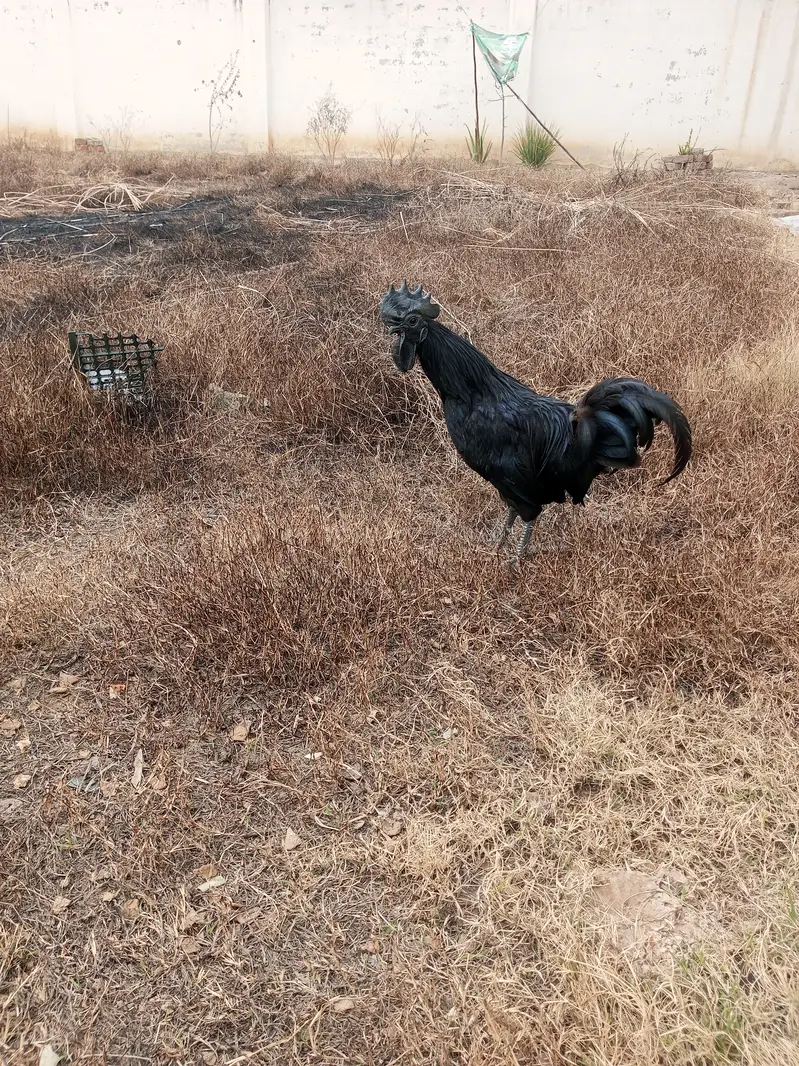 Ayam Cemani rooster Breader — photo 8