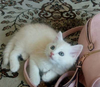 white pershian Kitten female For sale