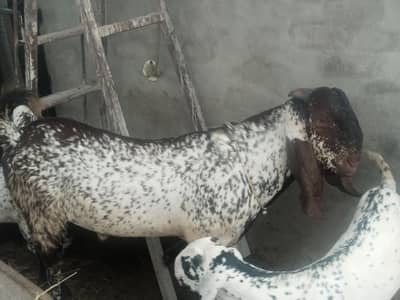 baredar makhi chena Bakra for sail