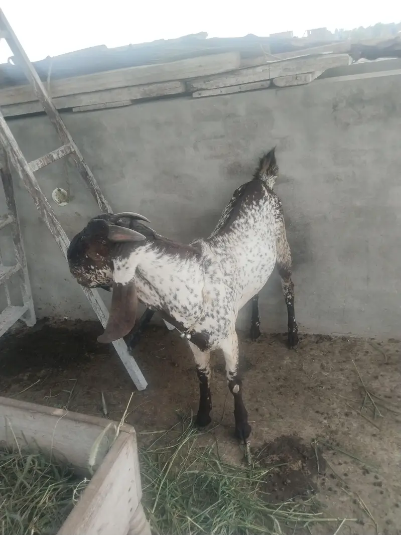 baredar makhi chena Bakra for sail — photo 2