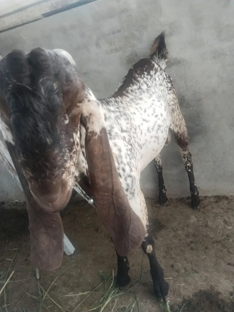 baredar makhi chena Bakra for sail — photo 3
