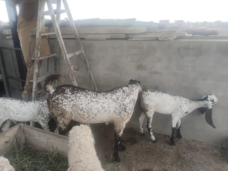 baredar makhi chena Bakra for sail — photo 4