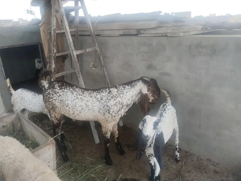 baredar makhi chena Bakra for sail — photo 5