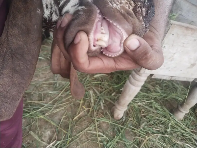 baredar makhi chena Bakra for sail — photo 6