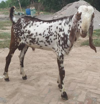 Makhi Cheena Breeder 13 month Age