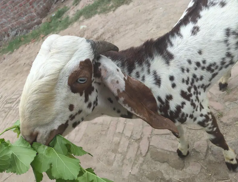Makhi Cheena Breeder 13 month Age — photo 2