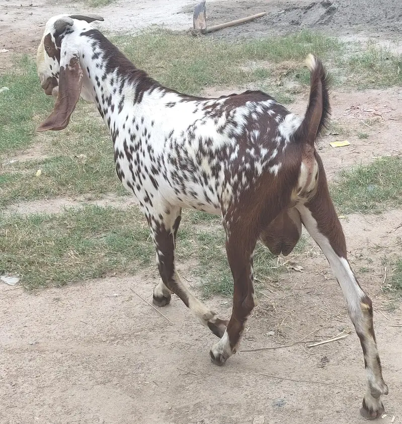 Makhi Cheena Breeder 13 month Age — photo 3