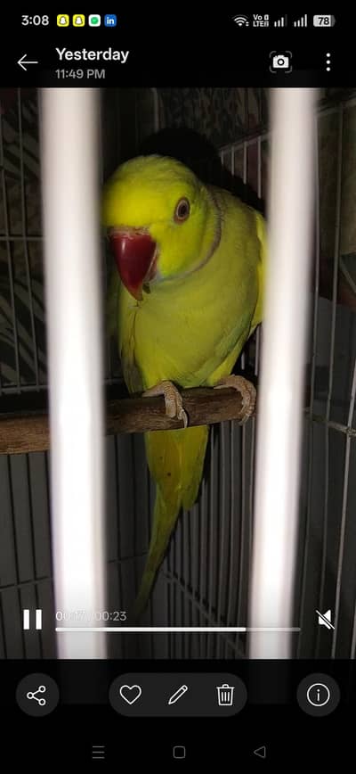 yellow Ring neck pair