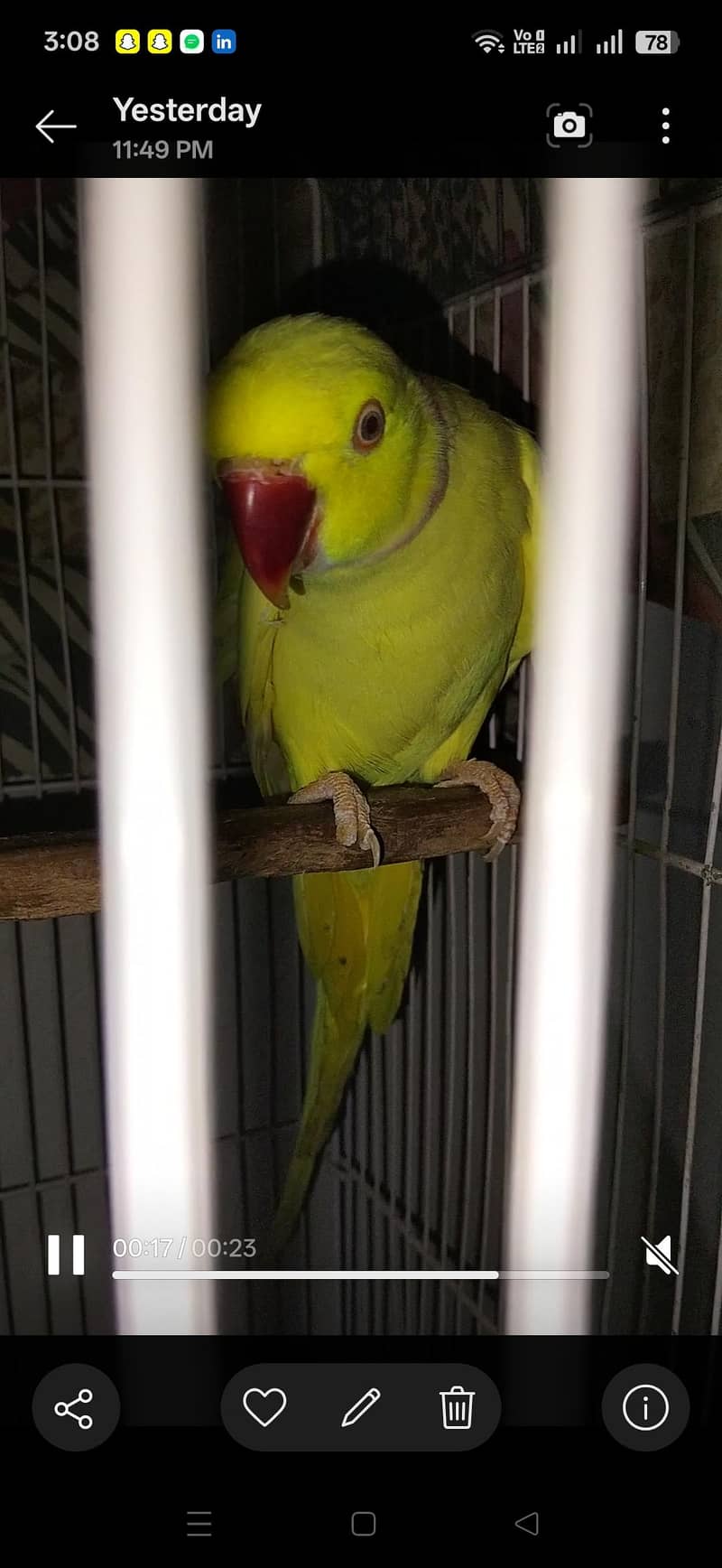 yellow Ring neck pair 0