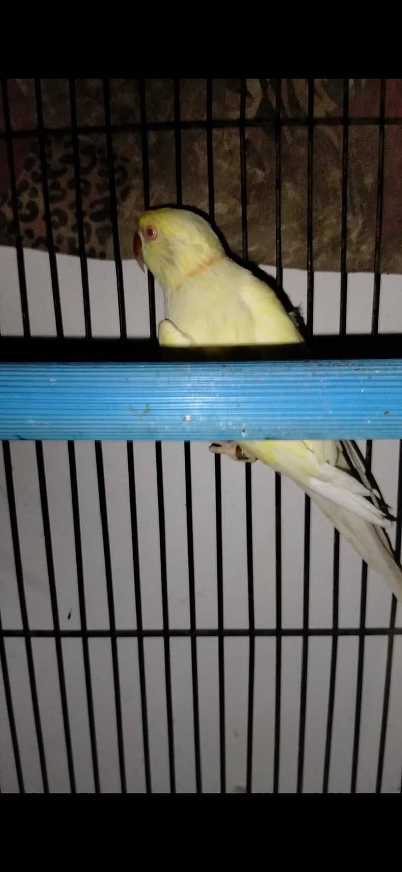 yellow Ring neck pair 1