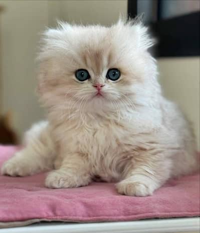 Cat | Persian | kittens |  Blue eyes | Kitty O348O163O63 WA^⁠_⁠^