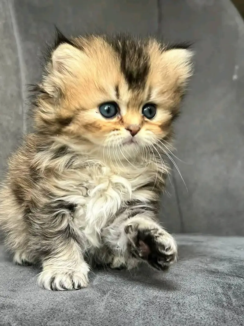 Cat | Persian | kittens |  Blue eyes | Kitty O348O163O63 WA^⁠_⁠^ — photo 4