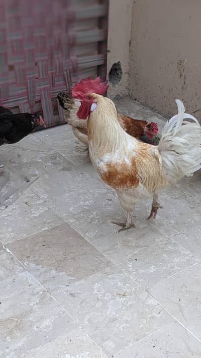 Murga Golden Misri