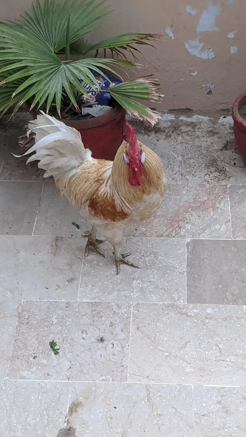 Murga Golden Misri — photo 2