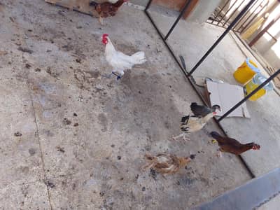total hens price 12000