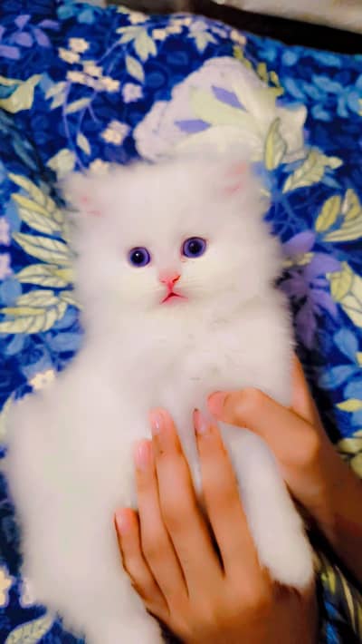 Persian cat baby