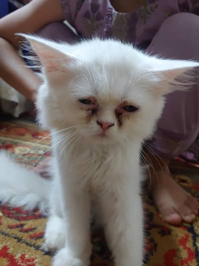 Siberian Persian
