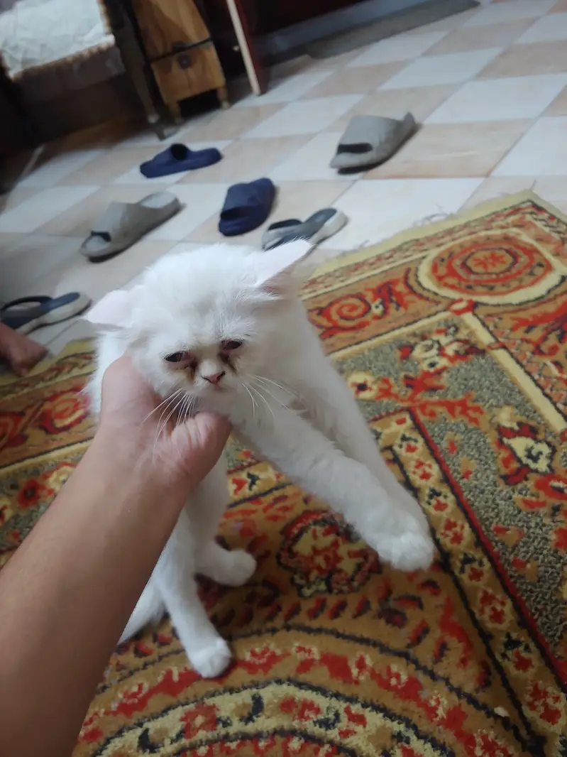 Siberian Persian — photo 2