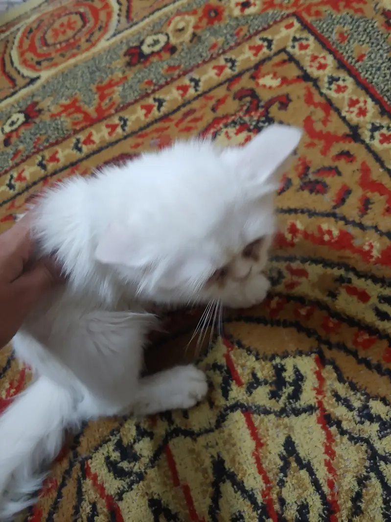 Siberian Persian — photo 3