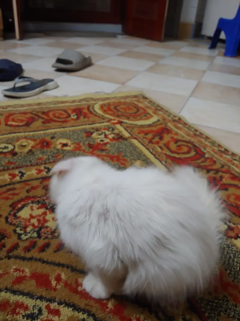 Siberian Persian — photo 4