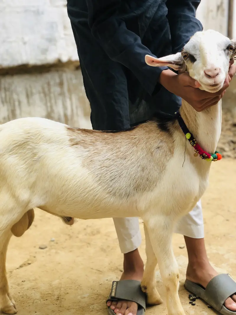 Gulabi nose tedda — photo 2
