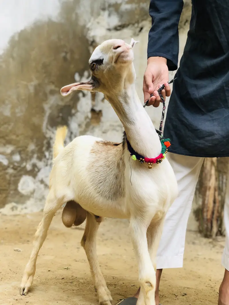 Gulabi nose tedda — photo 3
