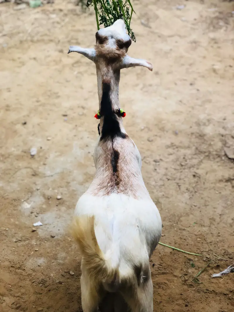 Gulabi nose tedda — photo 4