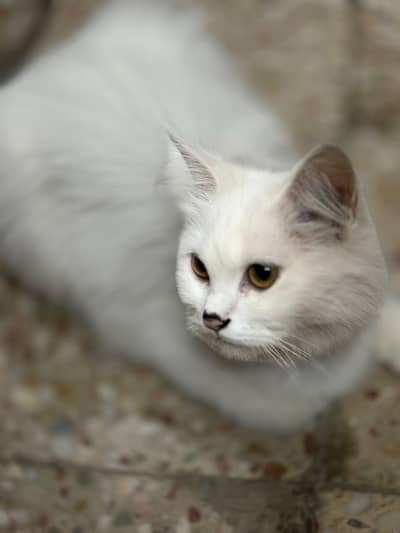 cat for sale urgent