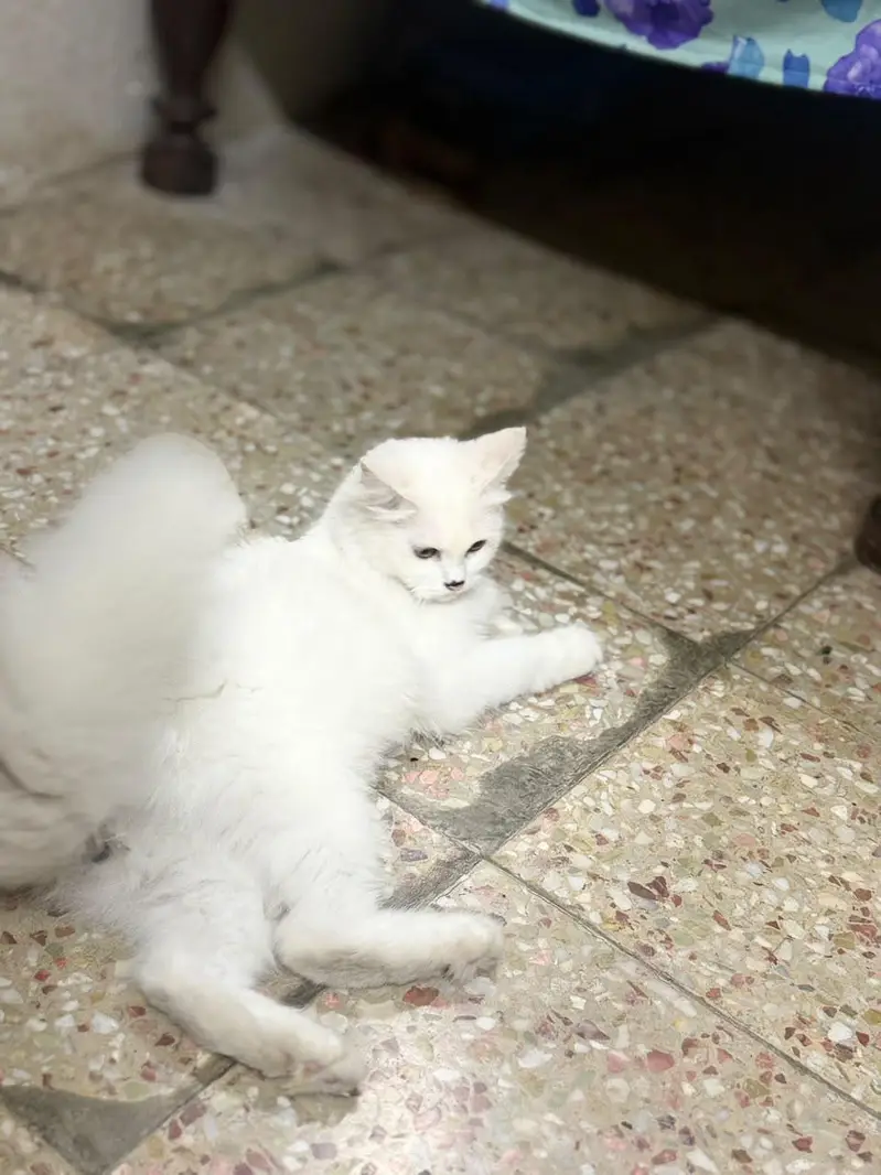 cat for sale urgent — photo 2