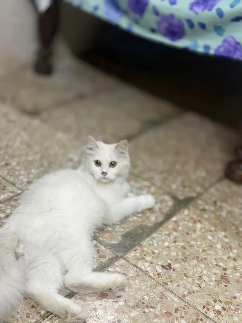 cat for sale urgent — photo 3