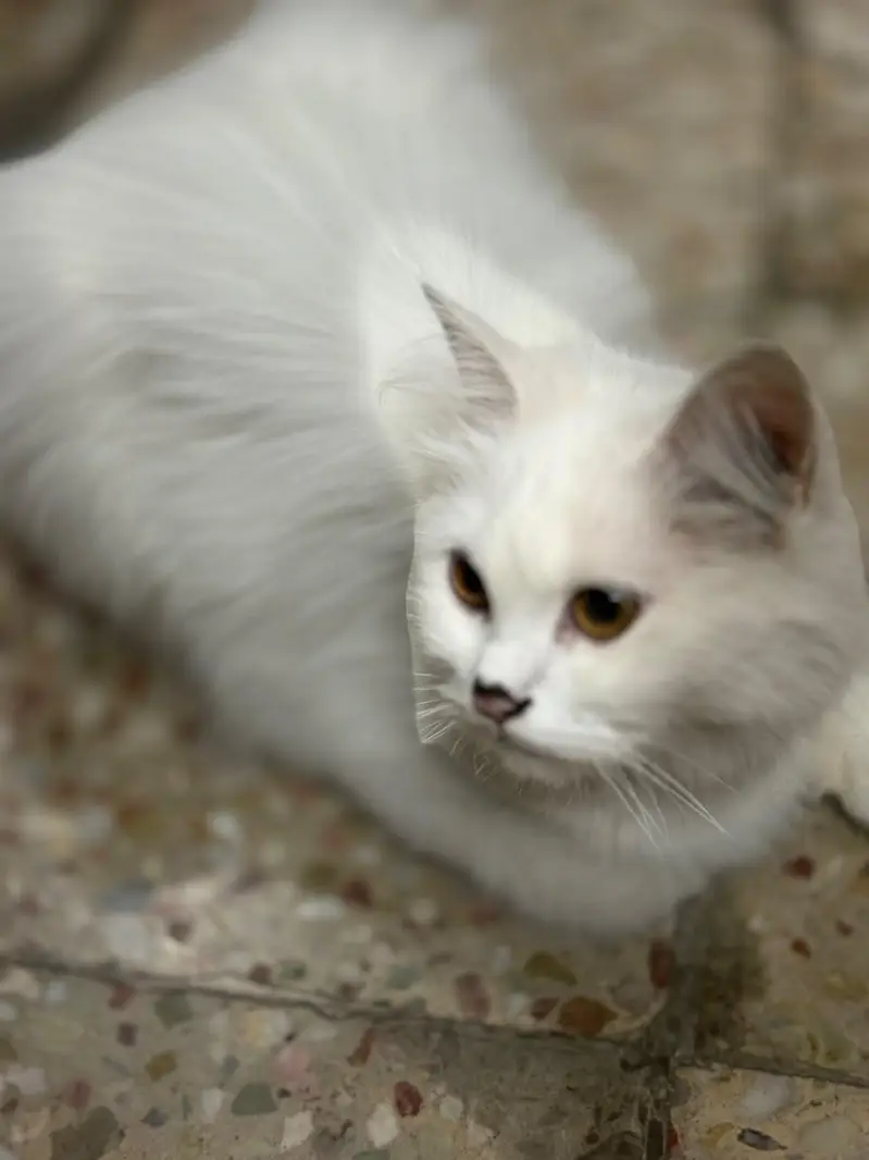 cat for sale urgent — photo 4