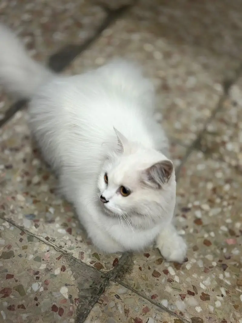 cat for sale urgent — photo 5