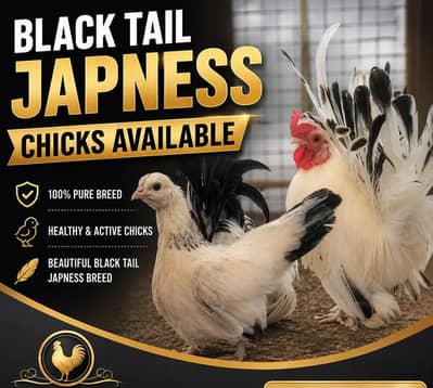 Polish, Silkies, Sebright, Oh Shamo, serama,