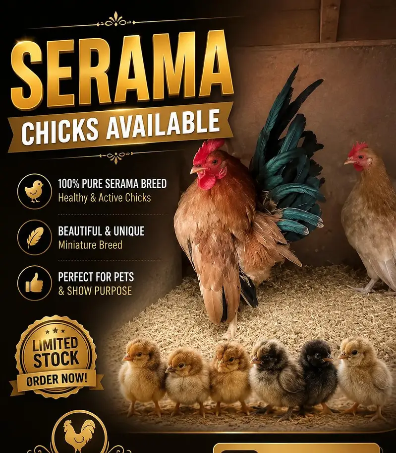 Polish, Silkies, Sebright, Oh Shamo, serama, — photo 2
