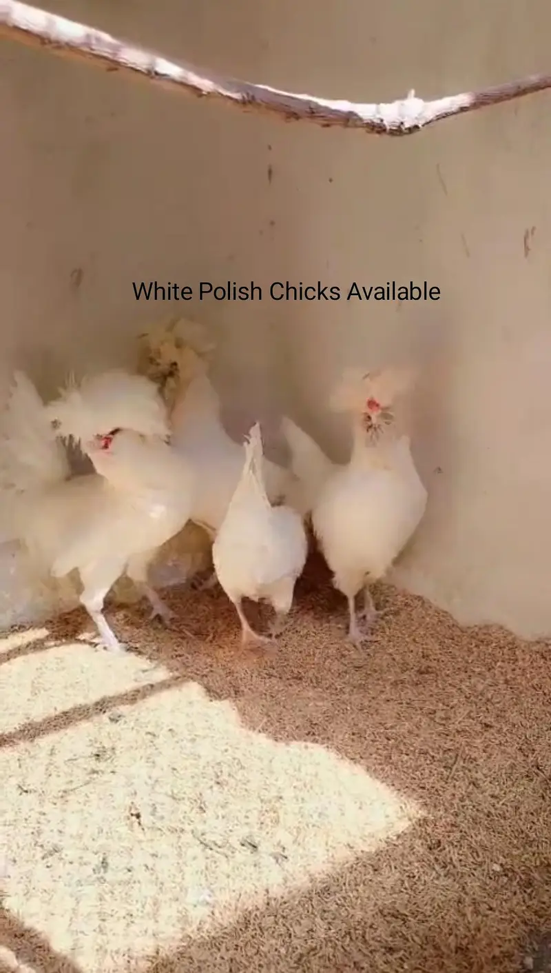 Polish, Silkies, Sebright, Oh Shamo, serama, — photo 5