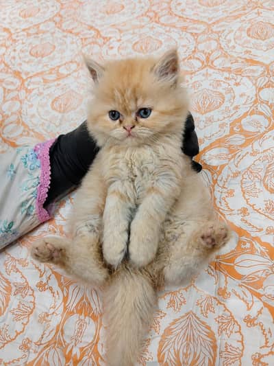 Cute Persian Kitten for Sale – Healthy & Adorable