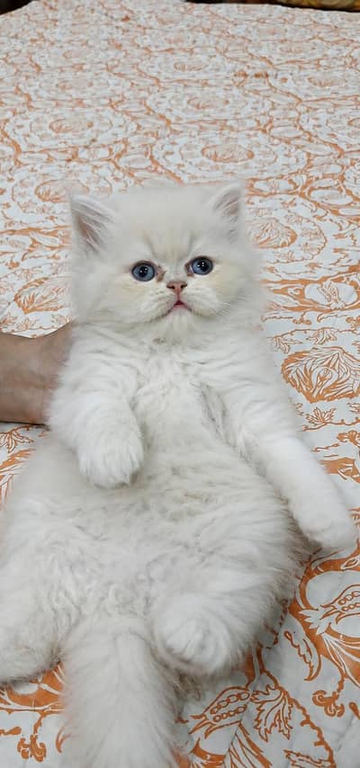 Persian Kittens | Triple Coated | Fluffy Kittens | For Sale | COD Ava