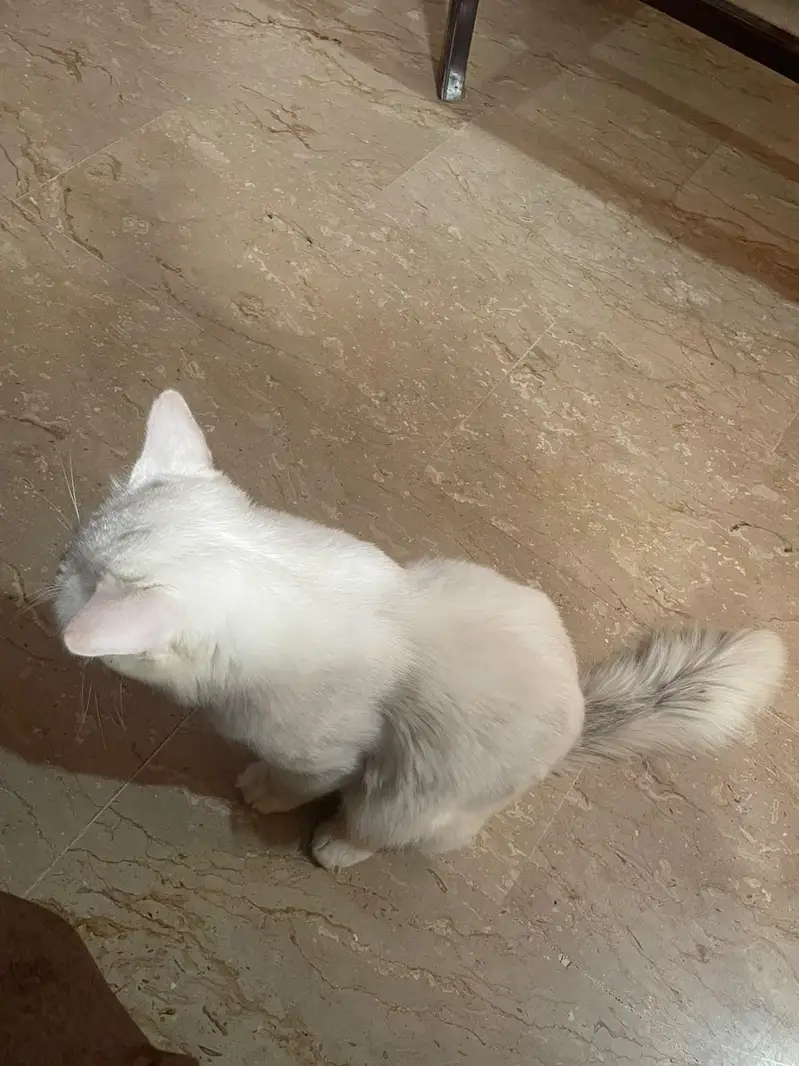PERSIAN MALE CAT — photo 2